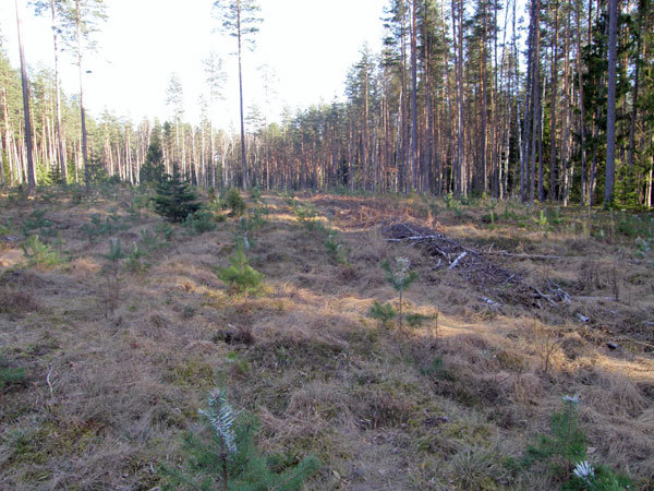 Bobausinis-kirtimasp4255248