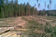 Miškų kirtimas
