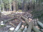 Miškų kirtimas
