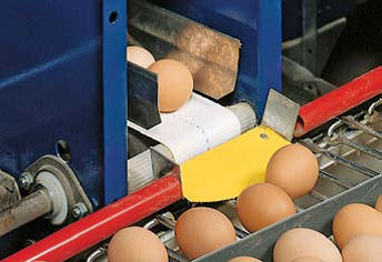 Kiaušiniais iš savo lygmens patenka ant transporterio, borteliai padeda tolygiai paskirstyti kiaušinius ( Big Dutchman įranga)