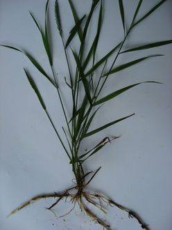 Varputis