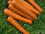 Agrimatco morkų veislių apžvalga Excelso F1