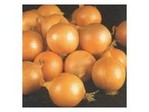 Agrimatco svogūnų veislių apžvalga Svogūnų sodinukai