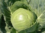 Agrimatco kopūstų veislių apžvalga Elisa F1