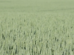 Ar pavyks kontroliuoti Fusarium plitimą?