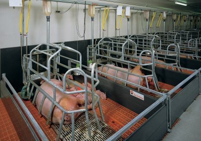 Kiaulių laikymo sistema