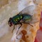 Fly-21152_640
