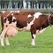 Cow-215839__180
