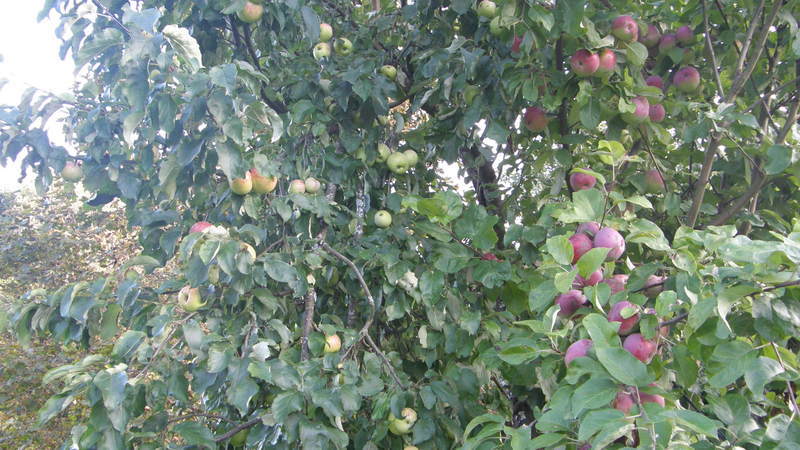 Trečiaisiais metais ant obels užderėjo 8 skirtingų veislių obuoliai.