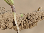 Ką reikėtų žinoti naudojant pesticidus
