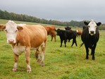 Galvijų veislininkystės svarba produktyvumui