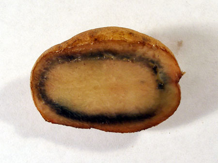 Bulvių gumbas, užkrėstas ruduoju puviniu