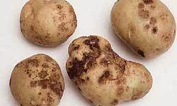 Paprastosios bulvių rauplės