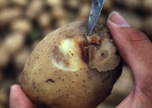Pažeistas maro bulvės gumbas 