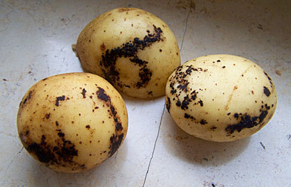 Bulvių gumbai, paveikti rizoktoniozės  