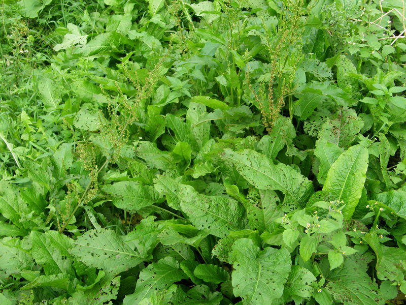 Arkliarūgtė arba tankiažiedė rūgštynė (Rumex confertus Willd)