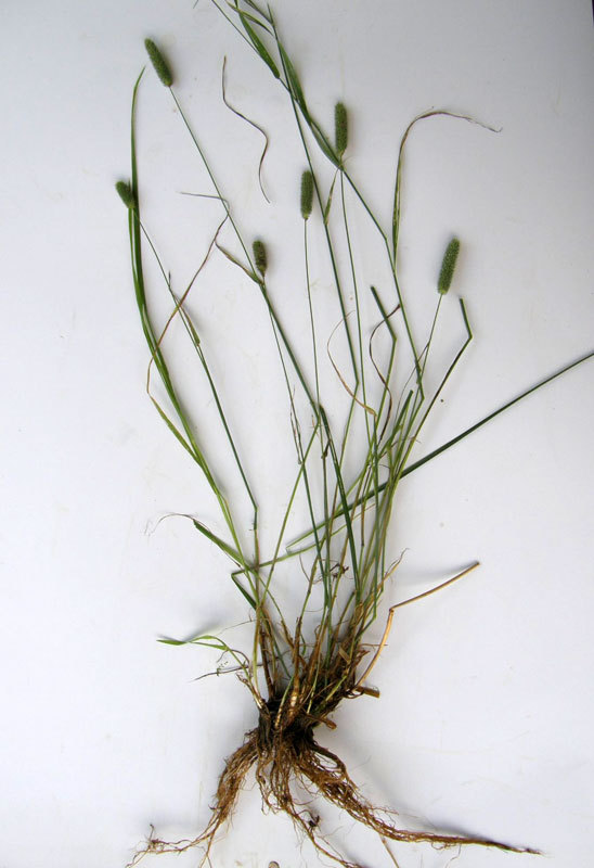 Pašarinis motiejukas (Phleum pratense, Timothy grass - angl., Wiesen Lieschgras - vok.