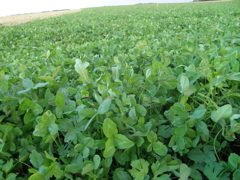 Raudonieji dobilai (Trifolium pratense)