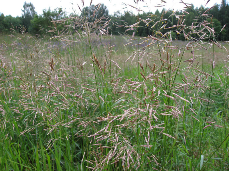 Tikrasis eraičinas (Festuca pratensis)