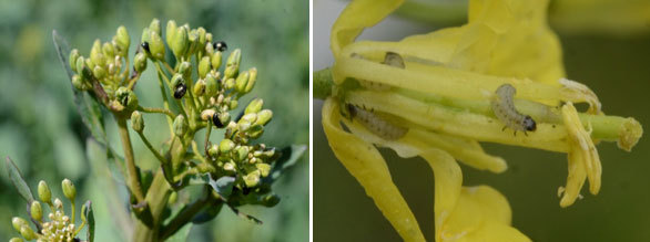 Rapsiniai žiedinukai ant rapso butonų ir žiedinuko lervos rapso žiede