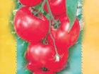 Sėklos internetu pomidorai 