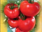 Pomidorų sėklos profesionalams