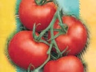 Pomidoru sėklos