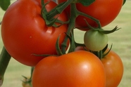 Pomidoru veisle Cetia F1