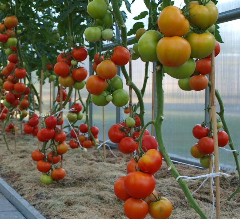 Pomidorų sėklos internetu Oasis F1