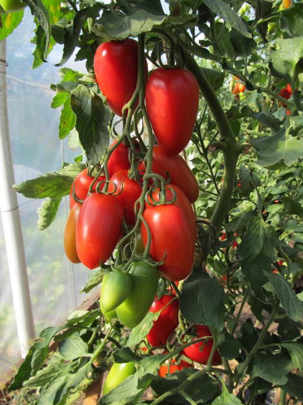 Pomidorai Tucano F1 sėklos internetu