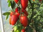 Pomidorai Tucano F1 sėklos internetu 
