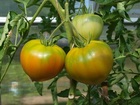 Pomidoru sėklos paštu Gourmandia  F1 