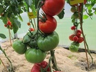 Saraceno F1 pomidorų sėklos, prekyba internetu