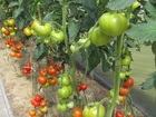 Seklos internetu pomidorai Tamaris