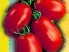 Hibridinės pomidorų sėklos internetu