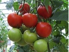 Pomidorų sėklos Florenzia
