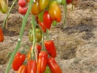 Pomidorų seklos Dartagnan F1, prekyba internetu