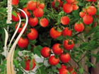 Pomidorų seklos prekyba internetu