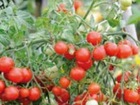 Pomidorai Bajaja