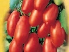 Pomidorai Giulietta