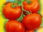 Pomidorų sėklos Logistica
