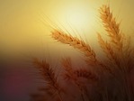 Tinkamai paruoškime sėklas sėjai javai