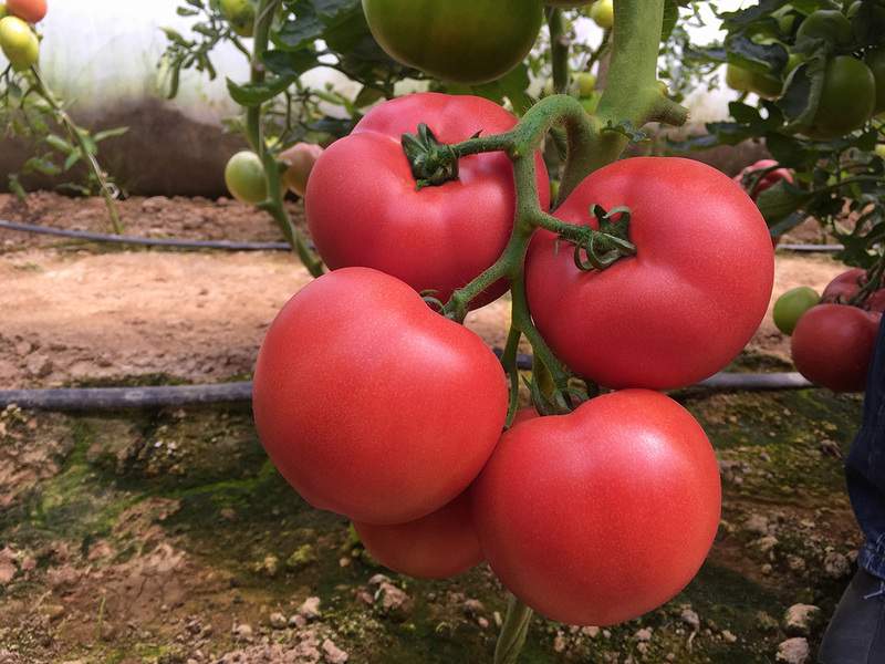 Pomidorai Mamston