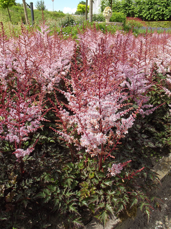 Astilbe Delft Lace