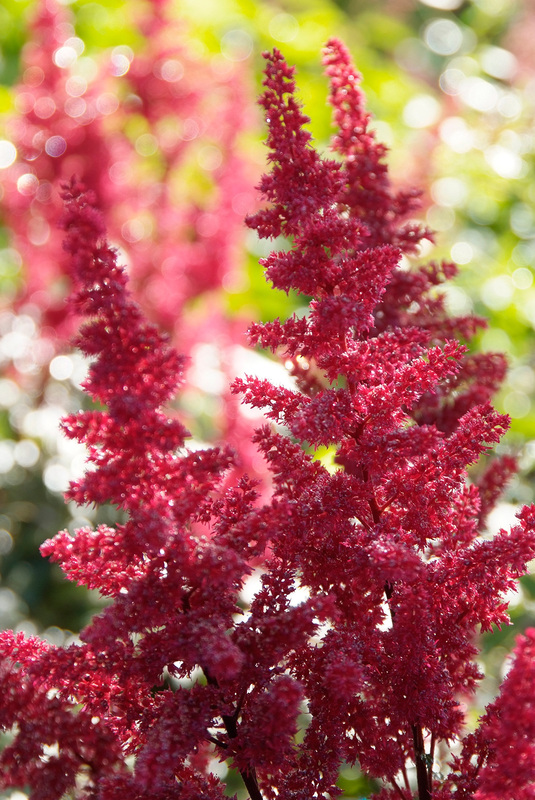 Astilbe Fanal-1-D