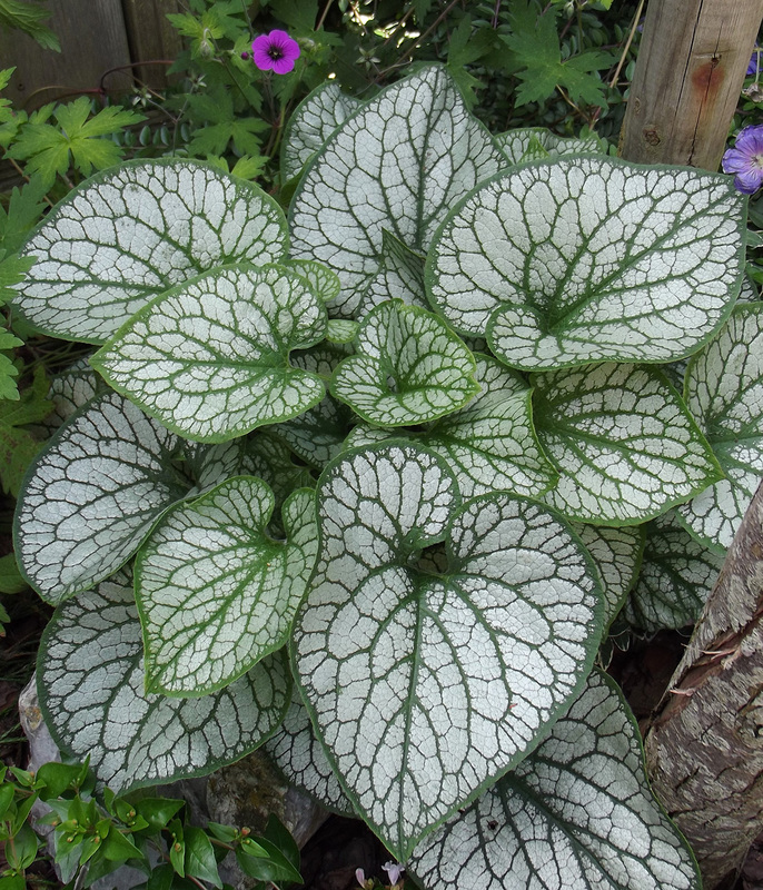 Brunnera Jack Frost-2-D