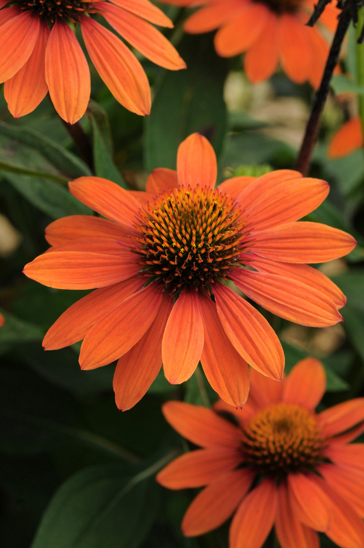 Echinacea Adobe Orange