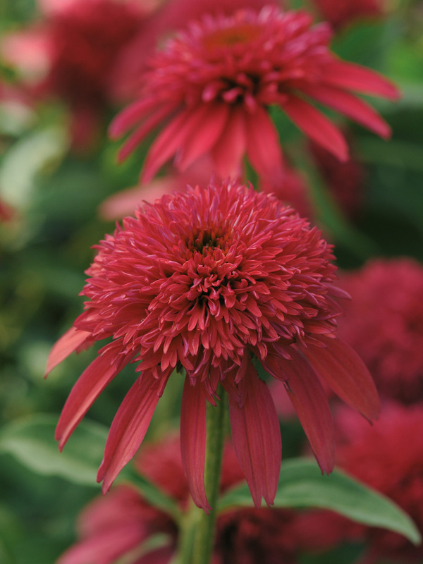 Echinacea Cranberry