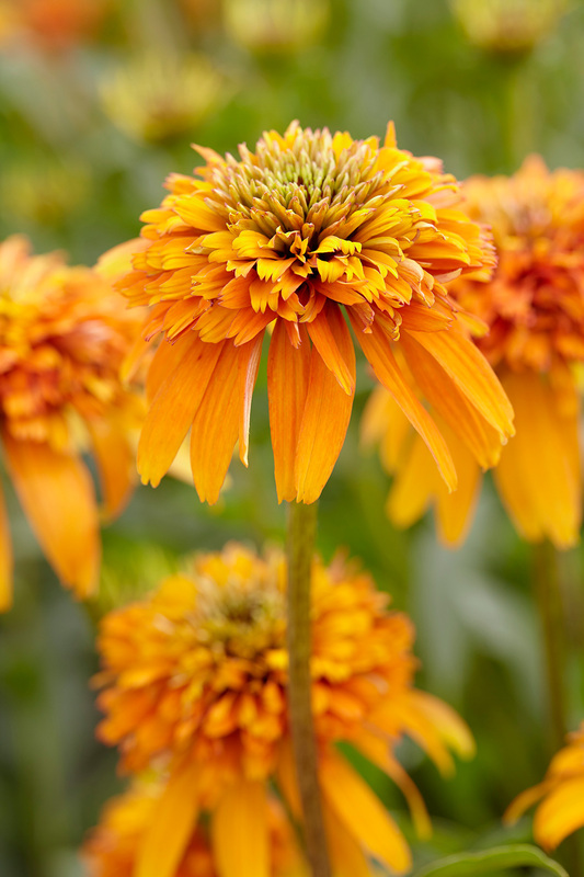 Echinacea Marmalade