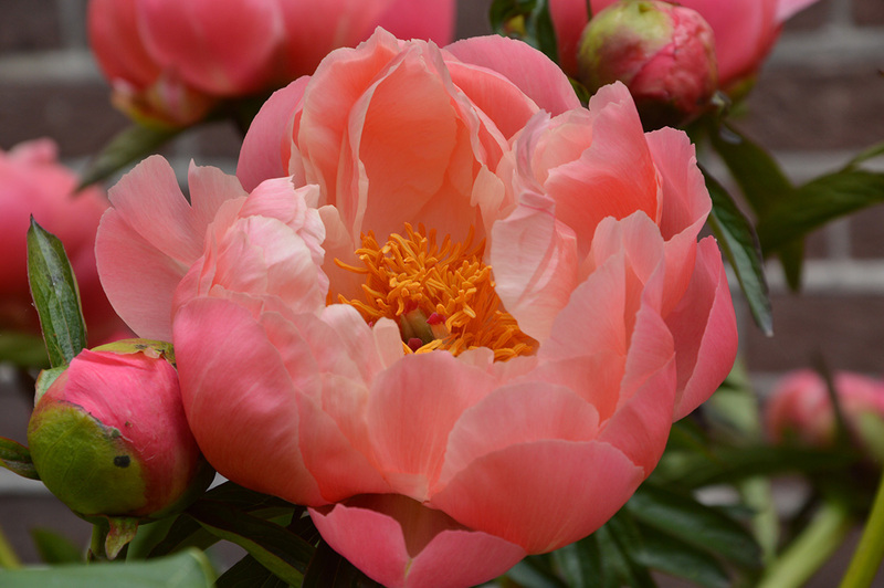 Paeonia Coral Charm